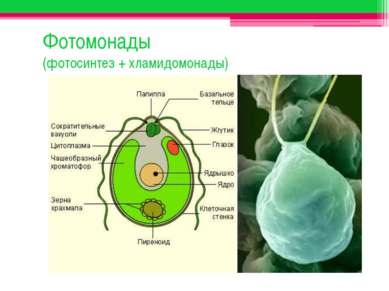 Фотомонады (фотосинтез + хламидомонады)