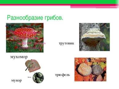 Разнообразие грибов. мухомор трутовик мукор трюфель