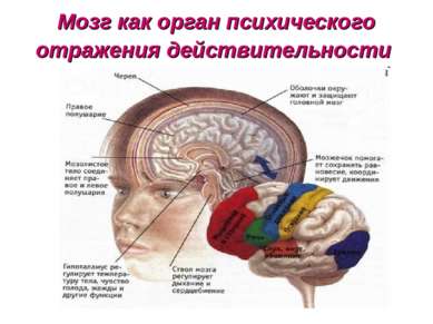 Мозг как орган психического отражения действительности