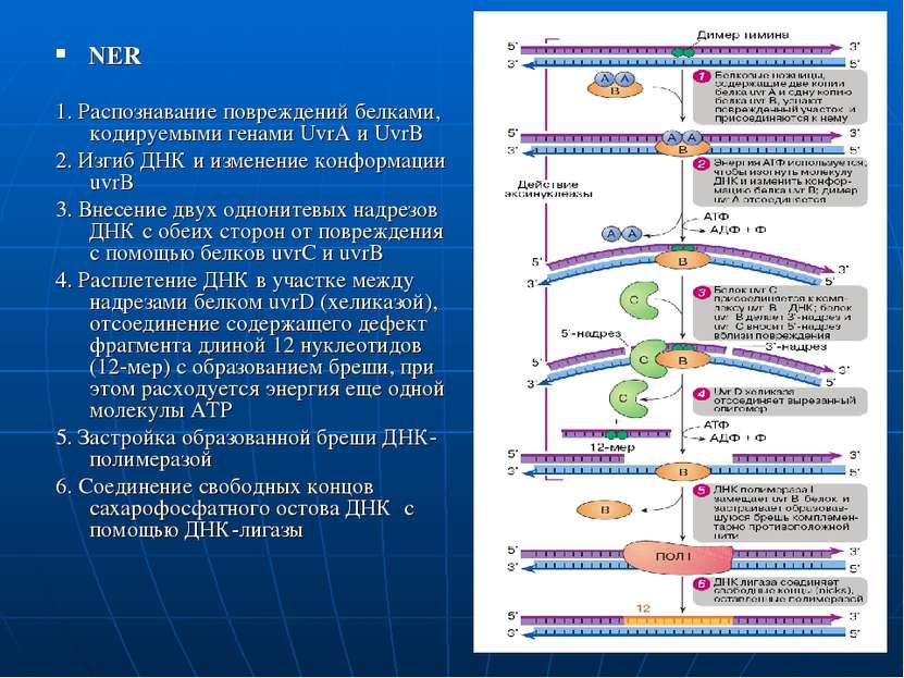 NER 1. Распознавание повреждений белками, кодируемыми генами UvrA и UvrB 2. И...