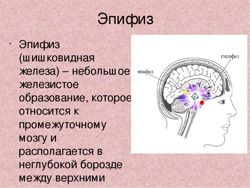 Шишковидная железа где находится фото