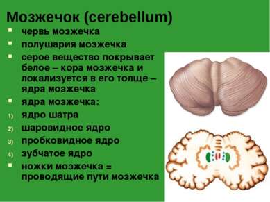 Мозжечок (cerebellum) червь мозжечка полушария мозжечка серое вещество покрыв...