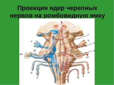 Проекция ядер черепных нервов на ромбовидную ямку