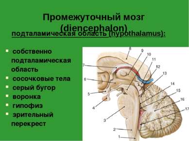Промежуточный мозг (diencephalon) собственно подталамическая область сосочков...