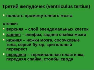 Третий желудочек (ventriculus tertius) полость промежуточного мозга стенки: в...