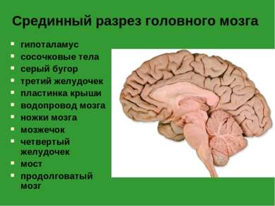 Срединный разрез головного мозга гипоталамус сосочковые тела серый бугор трет...