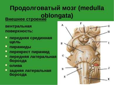Продолговатый мозг (medulla oblongata) Внешнее строение вентральная поверхнос...
