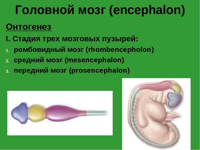 Головной мозг (encephalon) Онтогенез I. Стадия трех мозговых пузырей: ромбови...