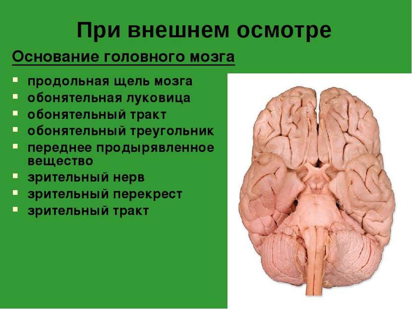 При внешнем осмотре Основание головного мозга продольная щель мозга обонятель...