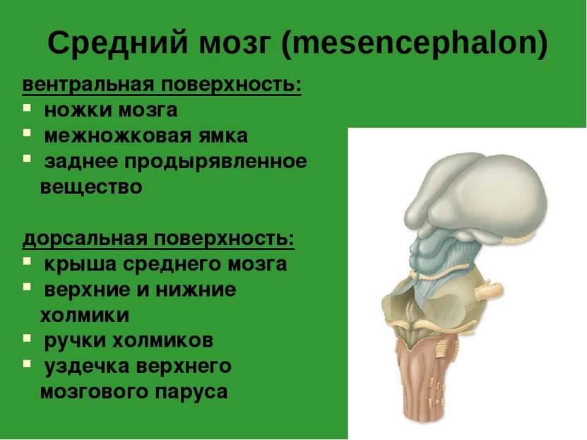 Средний мозг (mesencephalon) вентральная поверхность: ножки мозга межножковая...