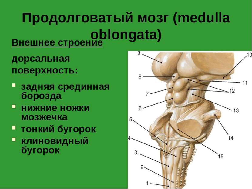 Продолговатый мозг (medulla oblongata) Внешнее строение дорсальная поверхност...
