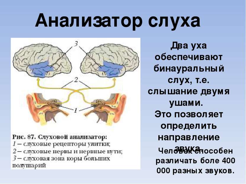 Два уха обеспечивают бинауральный слух, т.е. слышание двумя ушами. Это позвол...