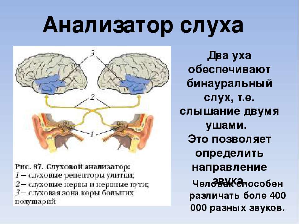 Анализатор слуха и равновесия. Анализатор слуха. Бинауральный слух. Нарушение бинаурального слуха возникает при поражении. Принцип метода бинаурального слуха.