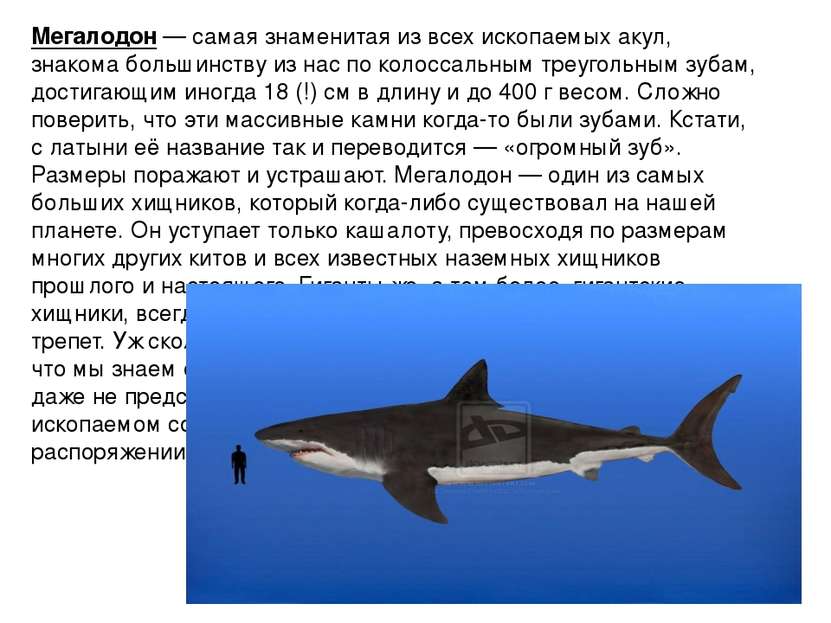 Мегалодон — самая знаменитая из всех ископаемых акул, знакома большинству из ...