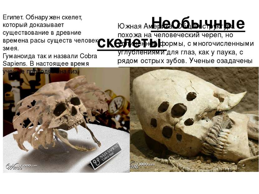 Необычные скелеты Южная Америка. Общая структура похожа на человеческий череп...