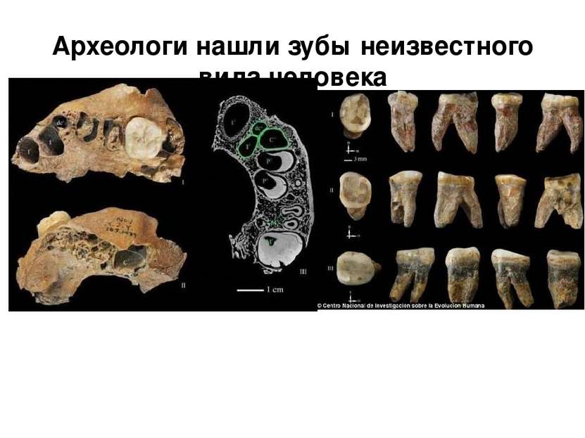 Археологи нашли зубы неизвестного вида человека
