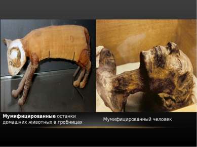 Каирский египетский музей Мумифицированные останки домашних животных в гробни...