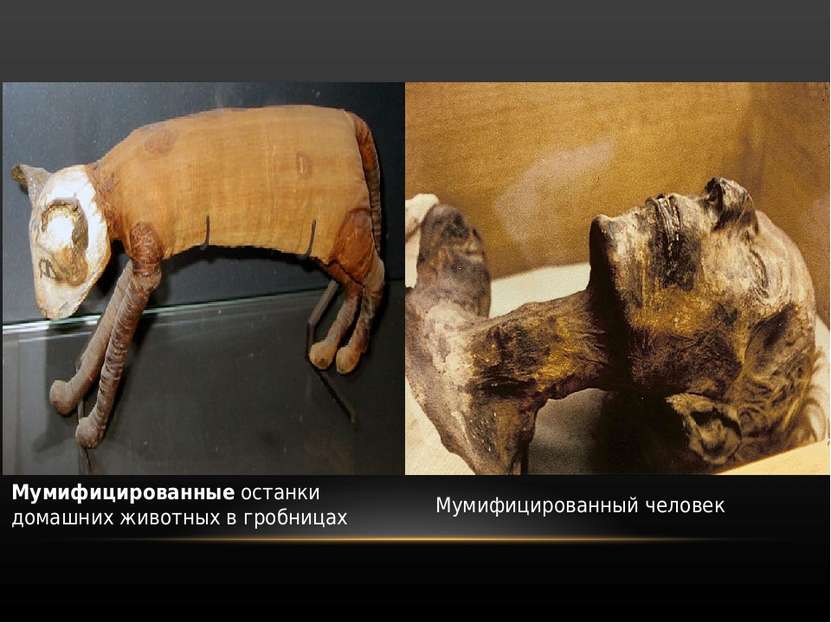 Каирский египетский музей Мумифицированные останки домашних животных в гробни...