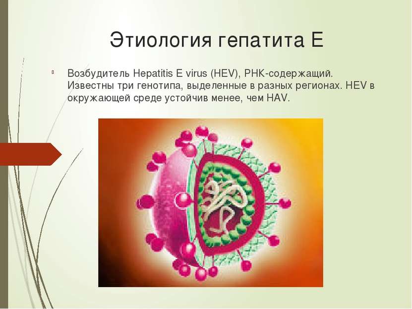 Этиология гепатита Е Возбудитель Hepatitis E virus (HEV), РНК-содержащий. Изв...