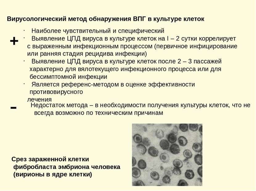 Вирусологический метод обнаружения ВПГ в культуре клеток + Наиболее чувствите...