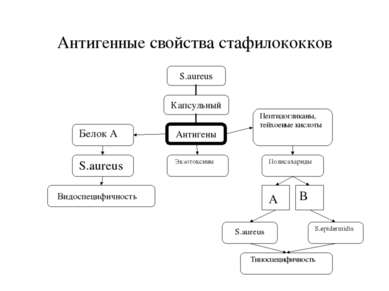 Антигенные свойства стафилококков S.aureus S.epidermidis Экзотоксины Типоспец...