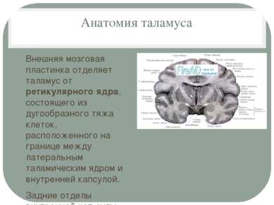 Анатомия таламуса Внешняя мозговая пластинка отделяет таламус от ретикулярног...