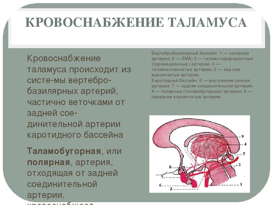 Симптомы поражения таламуса. Таламус слева поражение. Дисфункция таламических структур. Синдромы при поражении таламуса. Что такое таламус