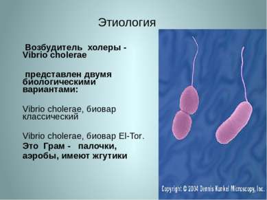 Этиология Возбудитель холеры - Vibrio cholerae представлен двумя биологически...