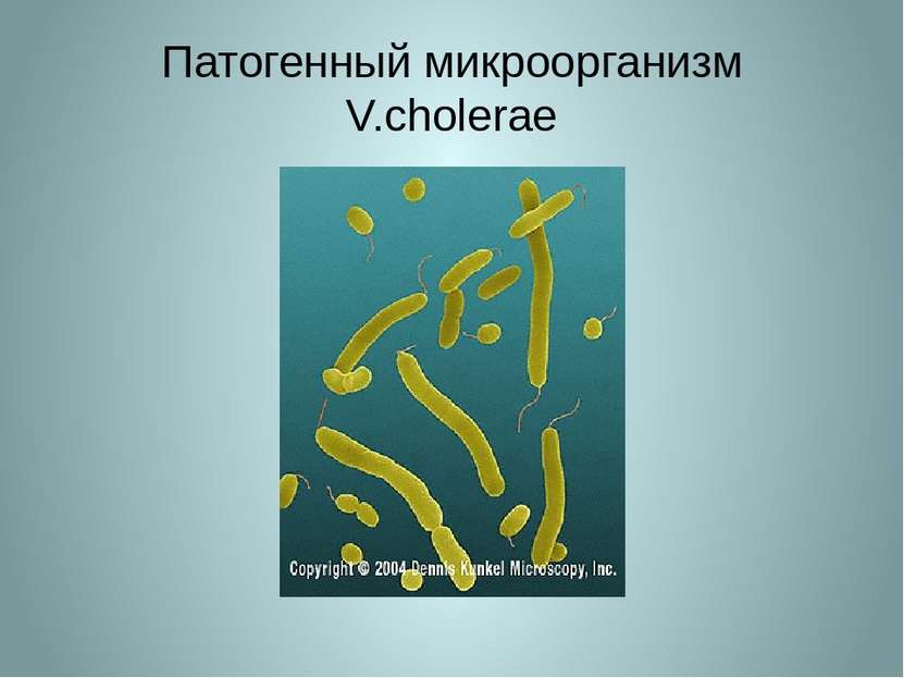 Патогенный микроорганизм V.cholerae