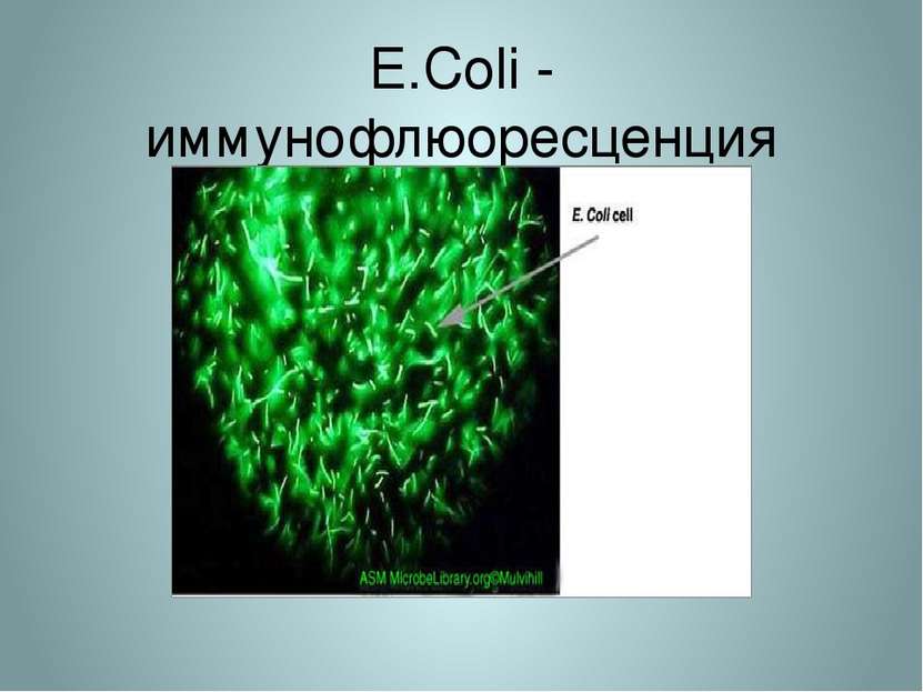 E.Coli - иммунофлюоресценция