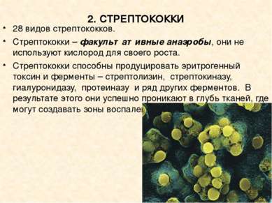2. СТРЕПТОКОККИ 28 видов стрептококков. Стрептококки – факультативные анаэроб...