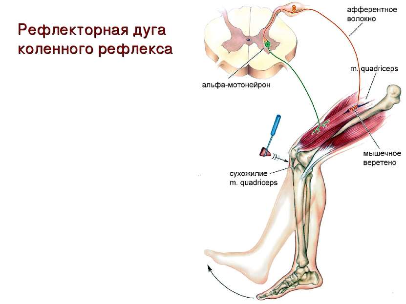 Рефлекторная дуга коленного рефлекса