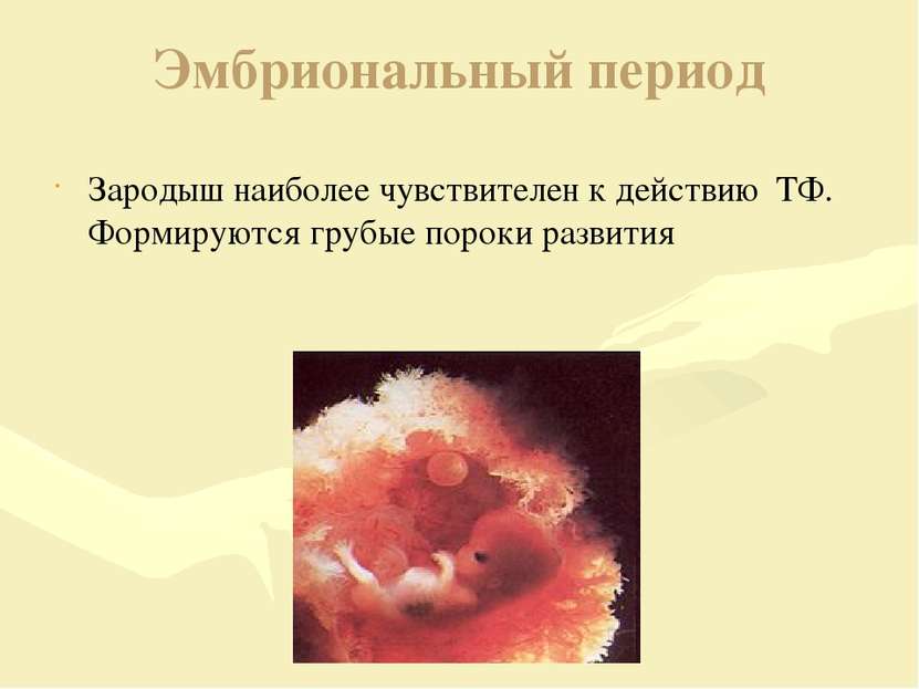 Эмбриональный период Зародыш наиболее чувствителен к действию ТФ. Формируются...