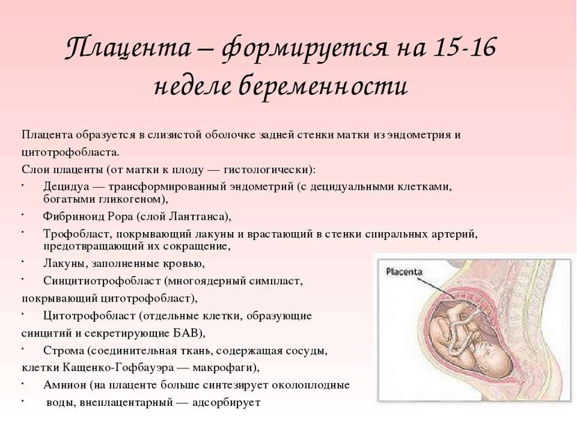 Плацента – формируется на 15-16 неделе беременности Плацента образуется в сли...