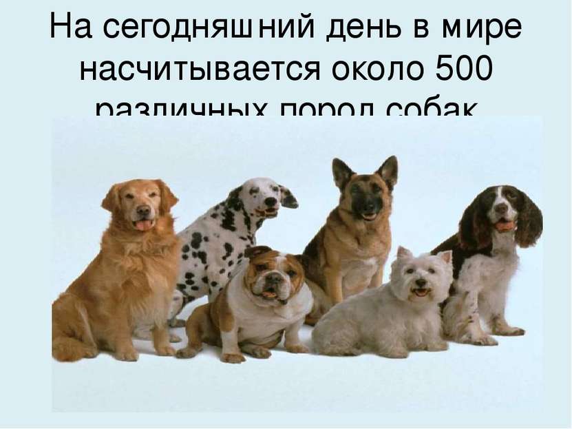 На сегодняшний день в мире насчитывается около 500 различных пород собак