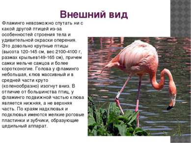 Внешний вид Фламинго невозможно спутать ни с какой другой птицей из-за особен...