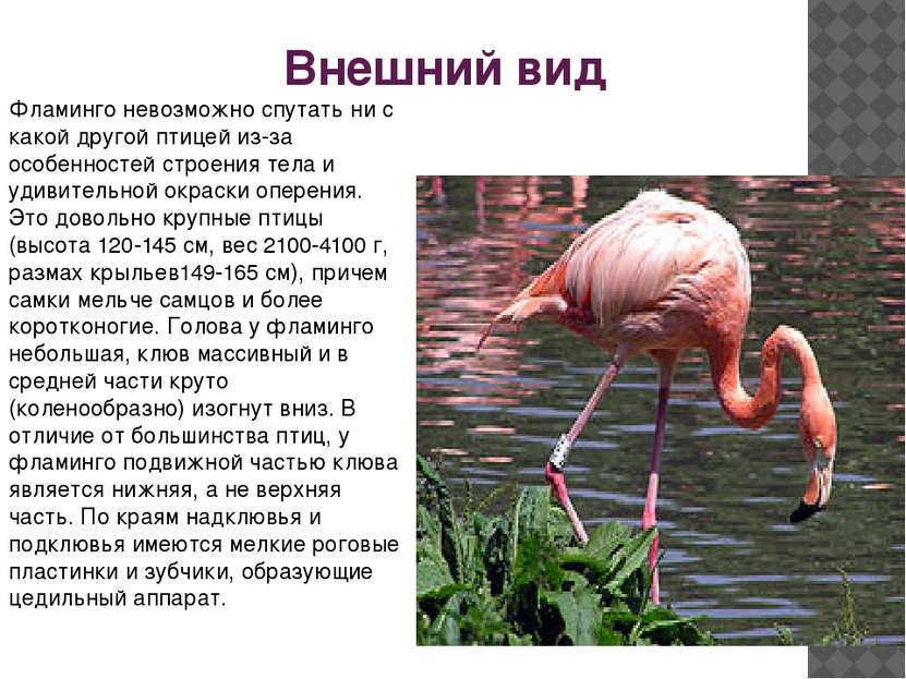 Фламинго мужского рода