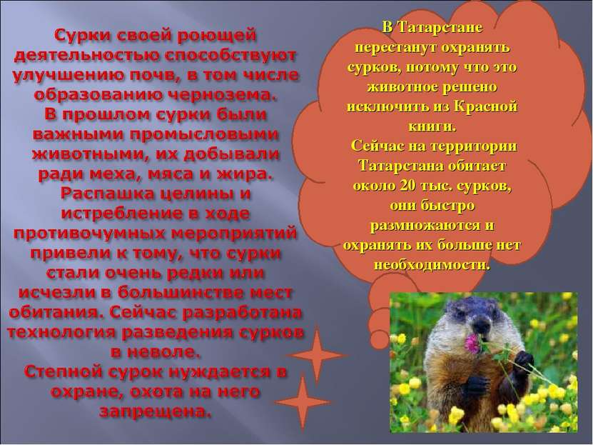 В Татарстане перестанут охранять сурков, потому что это животное решено исклю...