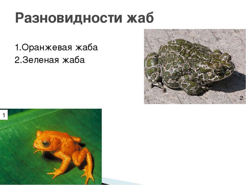 1.Оранжевая жаба 2.Зеленая жаба Разновидности жаб 1 2