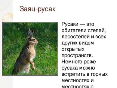 Заяц-русак Русаки — это обитатели степей, лесостепей и всех других видом откр...