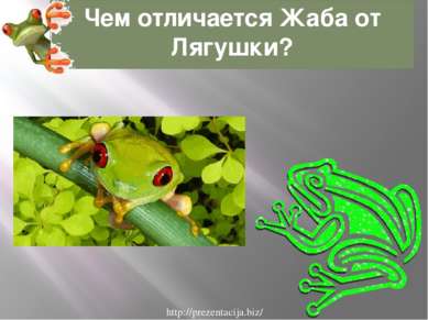 Чем отличается Жаба от Лягушки? http://prezentacija.biz/