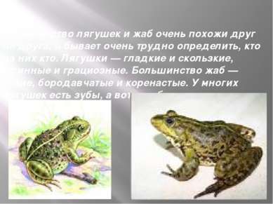 Большинство лягушек и жаб очень похожи друг на друга, и бывает очень трудно о...