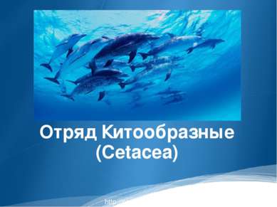 Отряд Китообразные (Cetacea) http://prezentacija.biz/