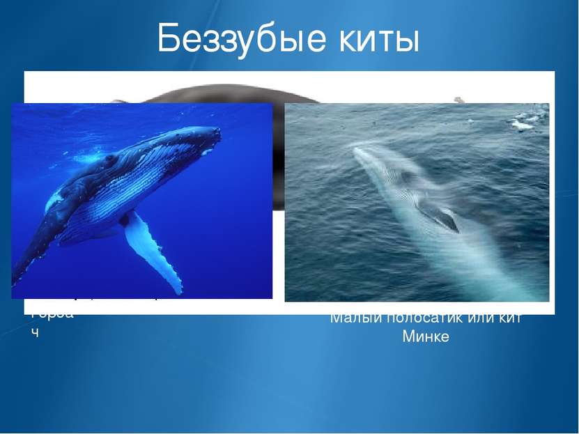 Беззубые киты Горбач Малый полосатик или кит Минке