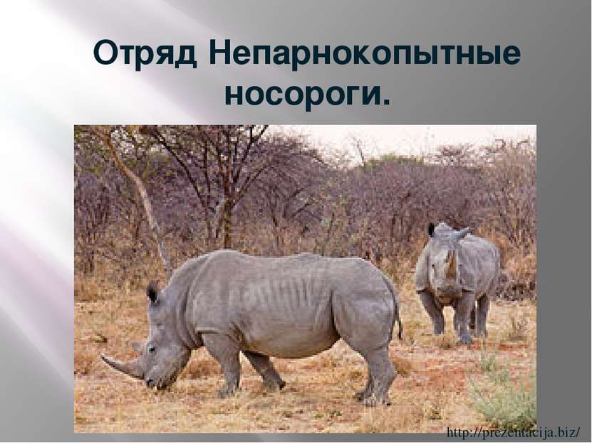 Отряд Непарнокопытные носороги. http://prezentacija.biz/
