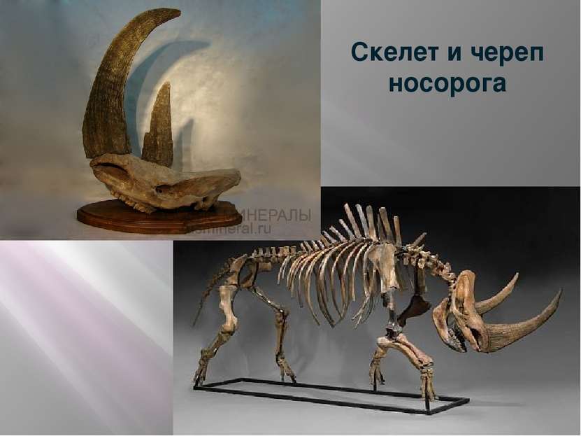 Скелет и череп носорога