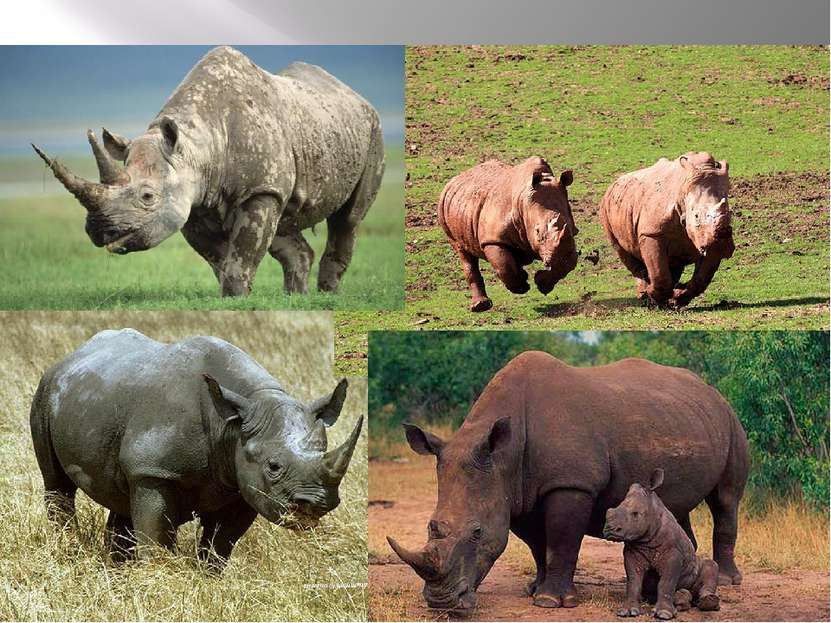 Питание и поведение носорогов