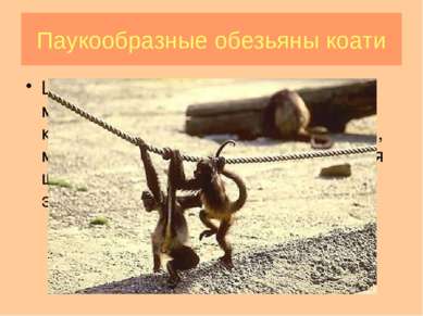 Паукообразные обезьяны коати Широконосые обезьяны (ревуны, мирикины и тити, с...