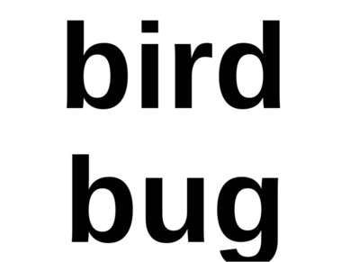 bird bug