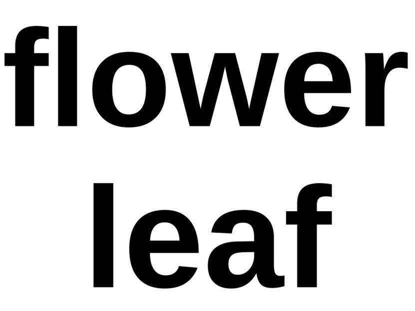 flower leaf
